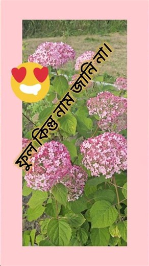 flowers without smell#summer2025 #flowers #smellssogood