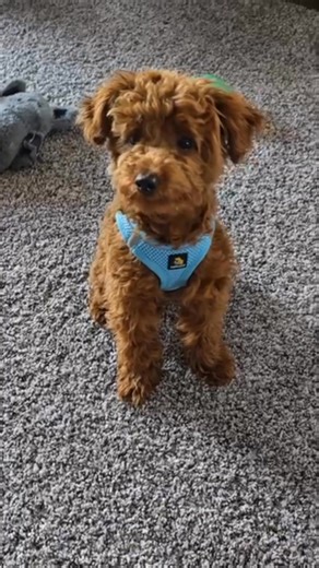 Watch these playful poodle puppies in action!  Your new best friend is just a message away!” #ToyPoodlePuppies #PoodleBabies #PoodlePuppiesForAdoption #AdoptAPoodle #TinyPoodleLove #PoodleRehoming #AvailablePoodlePuppies #CutePoodlePuppies #FureverHomePoodles | Sophie Toy Poodle Puppies for Adoption and Rehoming | Facebook