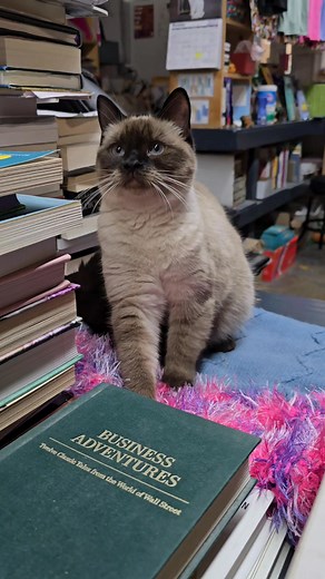 Just ask for me, Princess Buttercup, and I'll be your bookstore tour cat. #BookSale #TuxedoCat #CatWalk #ThanksgivingSale | Cupboard Maker Cats