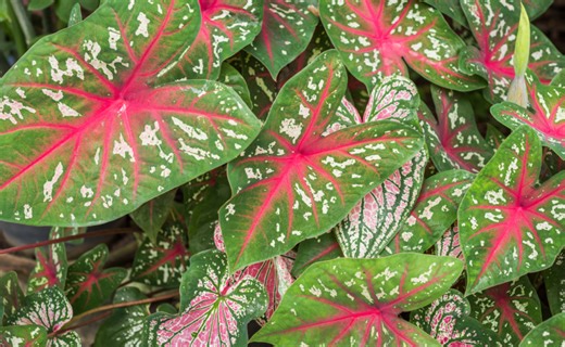Caladium: tipos e como cultivar a folhagem [DICAS PRÁTICAS]