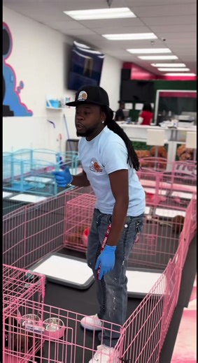 Understanding Poodle Size Variations: Toy, Mini, and Teacup