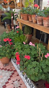 56 reactions · 3 comments | Don’t toss those geraniums just yet  With a little care, they’ll keep you company all winter long.  華 Before the first frost hits: trim them back, bring them inside, and let them rest until spring sunshine returns. The greenhouse isn’t just for growing — it’s for keeping things alive.  #YoderbiltGreenhouse #GeraniumCare #OverwinteringTips #FallGarden #CozyGreenhouse #GardenLife #GreenhouseInspiration | Yoderbilt Greenhouses | Facebook