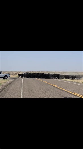 Cattle crossing this morning in Presidio County | Presidio County Sheriff's Office