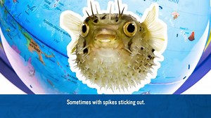 Watch Educational Insights GeoSafari Jr. Talking Globe Featuring Bindi Irwin - Globe for Kids on Amazon Live