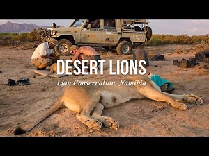 Desert Lion Conservation, Namibia
