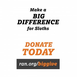 1.9K reactions · 181 shares | 殮There's never been a more urgent time for sloths & their rainforest home. Please, help us raise $30k so we can protect critical sloth habitat through 2023. When you GIVE BIG today your generous gift will empower our work protecting vital rainforest habitats! | Rainforest Action Network - RAN | Facebook