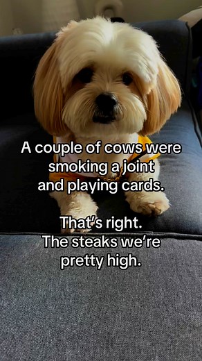 976K views · 10K reactions | Couple cows  #comedy #humor #funny #jokes #laugh #explore #fyp | Hunter the Bounter | Facebook