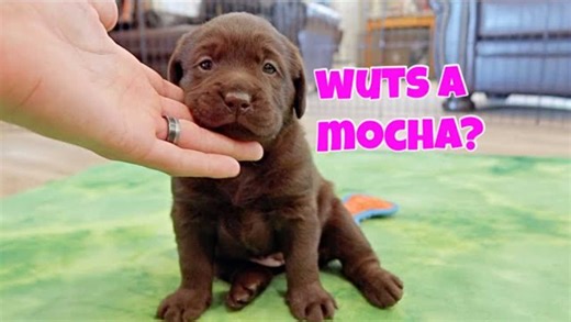 145K views · 11K reactions | Puppies Get Their Names | Chocolate Lab Puppies! | Life With Labradors | Facebook