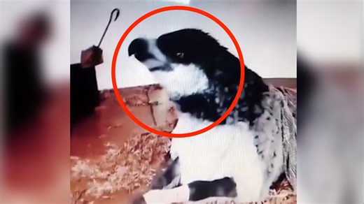 41K views · 1.5K reactions | Chills on Reels | Facebook