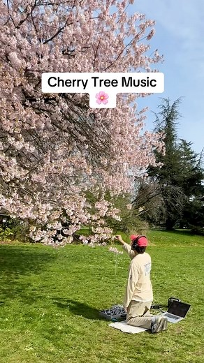 Tarun Nayar | Modern Biology on Instagram: "Cherry blossoms are out in Vancouver 🌸🩷 This just might be my favorite time of year. It’s outrageous!!!! What a treat to be out on a sunny day at Queen E park with these beauties. And seeing so many people appreciating them is very touching. Folks were so curious about what I was doing that I let many people listen in… and that was very touching as well. Mother Nature 🙏🏽 There are over 50 cultivars of Cherry in Vancouver! This is a Kanzan Here I’m 