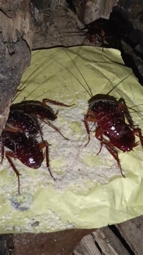 ##cockroach party 🎉🎉##shortvideos ##viral ##