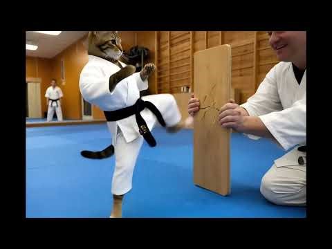 Cat Karate Expert #funnycats #karate