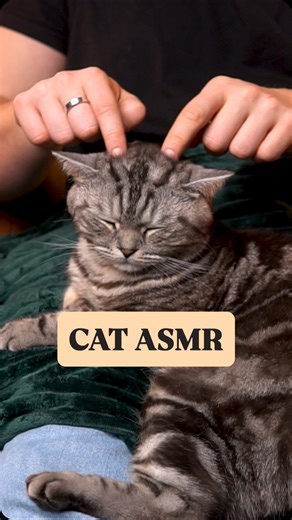morningASMR on Instagram: "is our cat hired our fired as an ASMR model? 😂👇 #asmr #relax #satisfying #sleep #asmrsounds #tingles #reels #asmrtingles #asmrcommunity #asmrcat #asmrmodel"