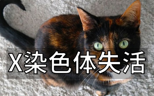 表观遗传系列-10. X染色体失活：看细胞如何把一碗水端平