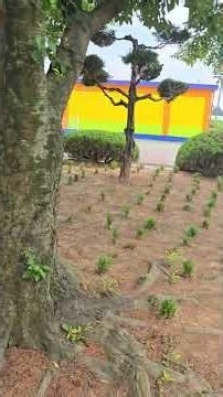 초등학교로 간 우리 황금사철 근황! 직접 가보니 감동 그 자체🌱 #사철행복농원 #둥근잎황금사철 #황금사철 #조경수 #초등학교조경 #나무식재 #식집사 #shorts #쇼츠추천 #굿