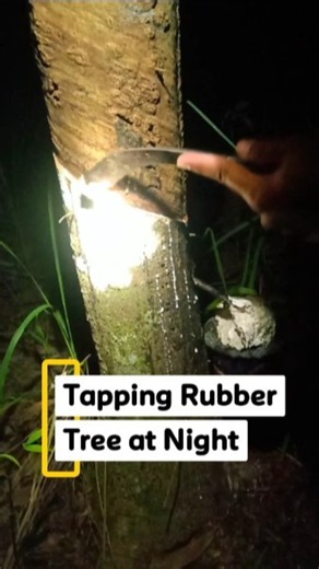 Night Rubber Tapping: Collecting Natural Latex