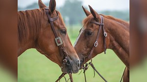 1.1K views · 34 reactions | Some of my favorite Weaver Tack. | Richard Winters Horsemanship | Facebook