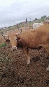 Farming lifestyle #fblifestyle #reelschallenge | Hlo Mani II