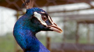 Tale of the Peacock | PBS LearningMedia