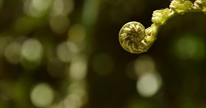 Counseling Psychology Department | CIIS