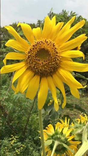 Helianthus annuus o girasol una de las asteráceas más populares del mundo