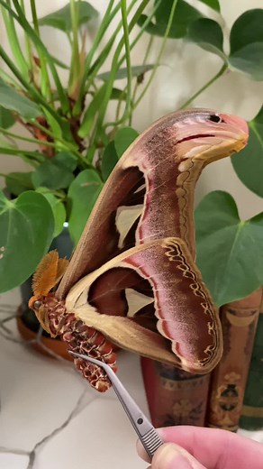 Atlas Moth #fyp #bugtok #giantmoth #atlasmoth #mothtiktok #mothtok #megabeast #entomology #scienceandnature #natureartist