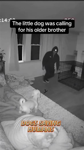 Dogs Helping Homeless Humans: Heartwarming Moments