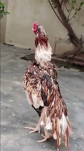 Mianwali Aseel beauti #aseelmurga #ytshorts #roosterfarm #birdlovers #aseellovers #mianwaliaseels