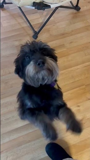 How does a Schnoodle Dog Comminicate their Needs #schnoodles