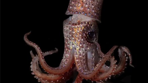 Creature Feature: Strawberry Squid