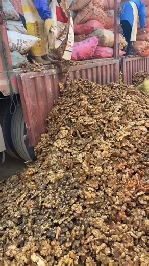 From Soil to Market: Huge Ginger Harvest Revealed #GingerHarvest#FarmingLife #Organic Farming