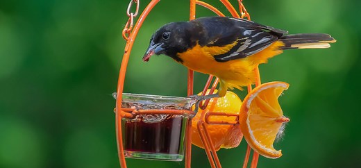 When Do Orioles Come Back to Minnesota? (Get your feeders ready!)