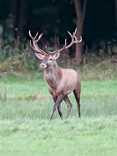 Elk in the USA: Nature's Majestic Creatures