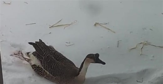 Goose Swimming In Snow