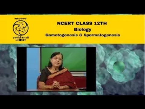 NCERT / CBSE Class 12 Biology Gametogenesis & Spermatogenesis