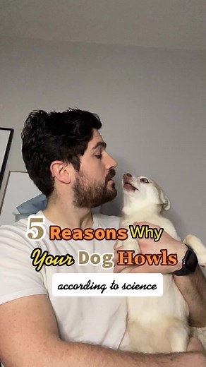 Why Do Dogs Howl? Exploring the Science Behind Canine Communication