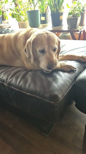 #래부라도 리트리버 연이 개껌먹방 👸👍👻🏃‍♀️🏃‍♀️🏃❣️냠냠쩝쩝