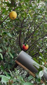 Handy Apple Picker | Crafty Panda