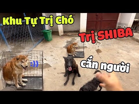 Khu Tự Trị Chó | Trị SHIBA Cắn Người và Giữ Đồ Ăn | Vua Chó