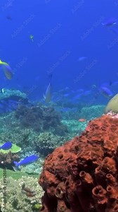 Discover vibrant coral reef with diverse marine life, perfect for nature lovers. Dive into enchanting underwater world of unique sea creatures. Explore vast ecosystem teeming with beauty under sea