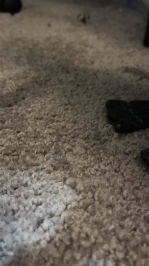 I made him look more dirty #dirty #withered #mold #scary #witheredfoxy #foxy #fnaf #fnaf2 #game #horror #fnafpuppetmaker #puppet #puppetmaker #fnafpuppet