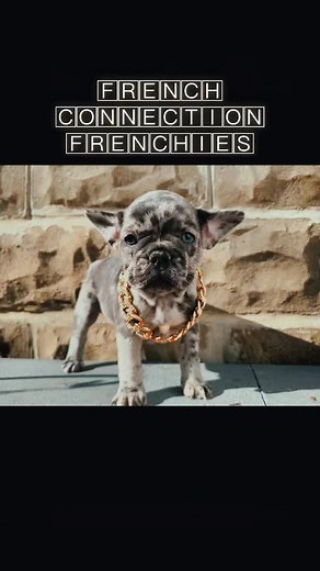 #frenchbulldog #frenchconnectionfrenchies #frenchie #puppy #dog #frenchies #frenchielove #frenchbulldogsofinstagram