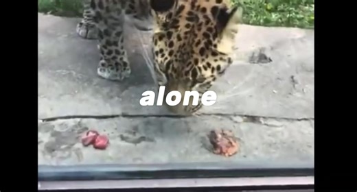 Endangered Animals at the Edge of Extinction