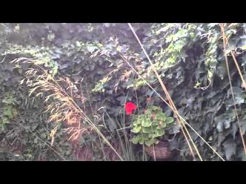 Cutting back Ivy