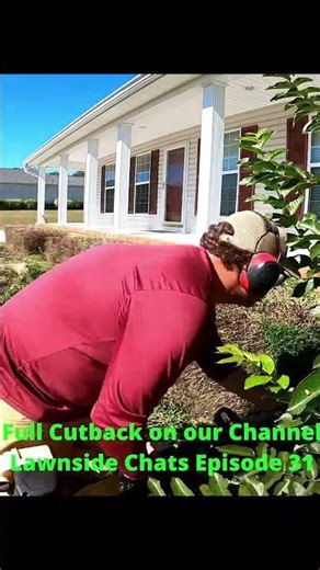 Boxwood Cutback!