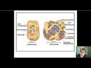 Prokaryotic vs. Eukaryotic DNA Replication