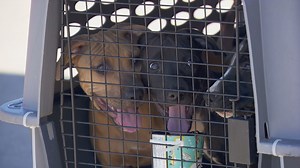14 pups rescued from dog fighting ring flown to PNW to find forever homes