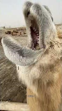 Camels can eat cactus with thorns