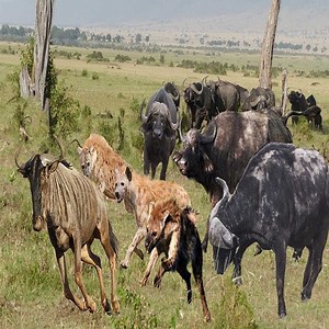 280K views · 1.5K reactions | OH MY GOD! Wild dog hunting buffalo. #animal | Boot | Facebook