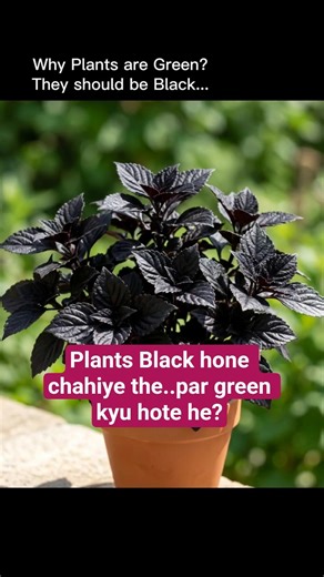 Plants Should Be Black #biology #shorts